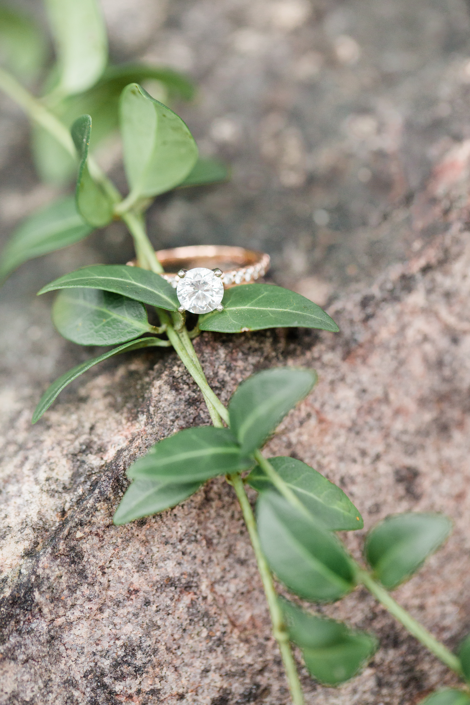 I love this photo of Calli's ring styled with this soft green vine.